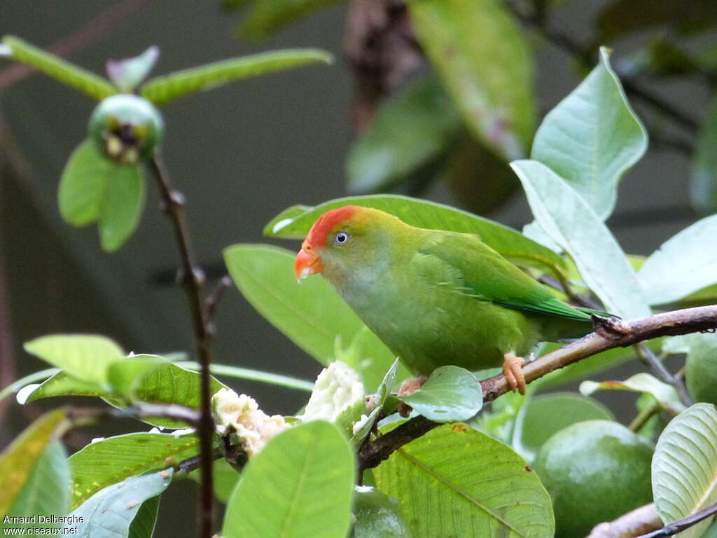 Sri Lanka Hanging Parrotadult