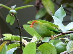 Sri Lanka Hanging Parrot