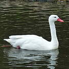 Coscoroba blanc