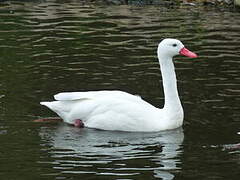 Coscoroba Swan