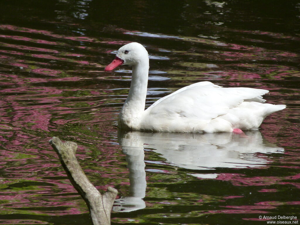 Coscoroba Swan