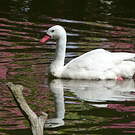 Coscoroba blanc