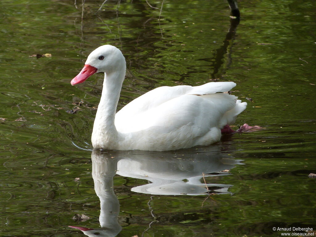 Coscoroba blanc