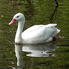 Coscoroba blanc