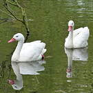 Coscoroba blanc
