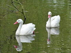 Coscoroba Swan