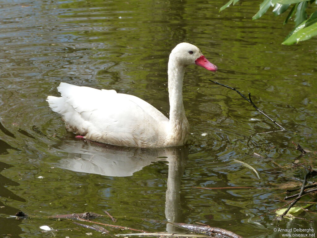 Coscoroba Swan