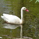 Coscoroba blanc