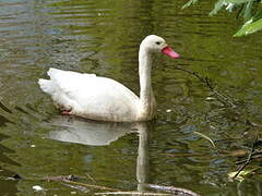 Coscoroba Swan