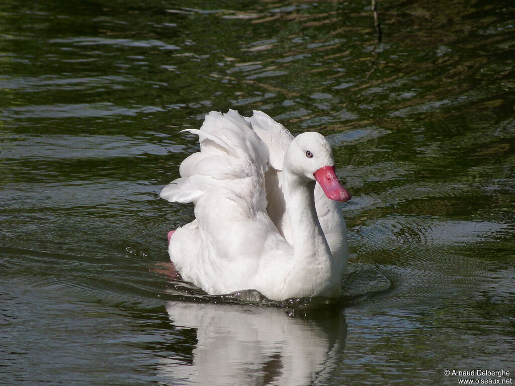 Coscoroba Swan