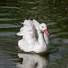 Coscoroba blanc