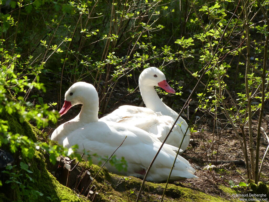 Coscoroba Swan