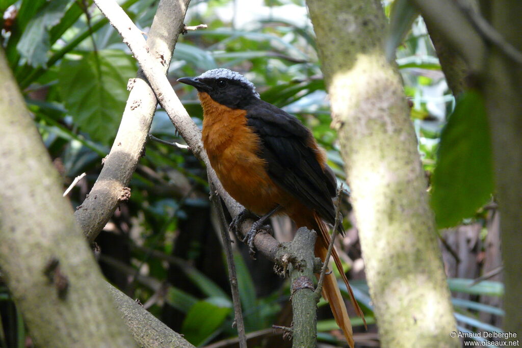 White-crowned Robin-Chat