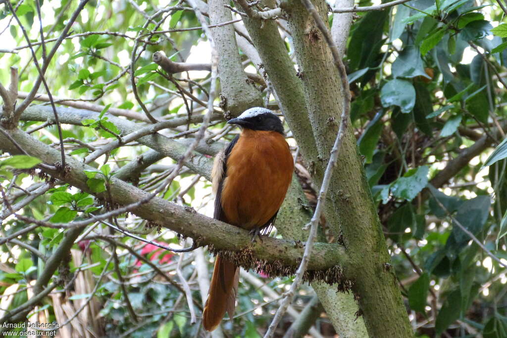 White-crowned Robin-Chatadult, habitat