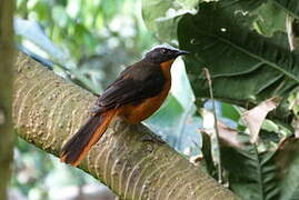 White-crowned Robin-Chat