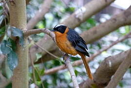 Snowy-crowned Robin-Chat