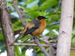 Snowy-crowned Robin-Chat