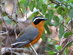 White-browed Robin-Chat