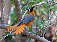 White-browed Robin-Chat