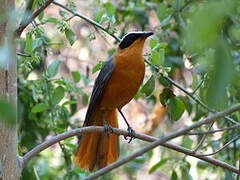 White-browed Robin-Chat