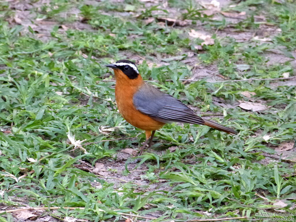 White-browed Robin-Chat