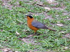 White-browed Robin-Chat