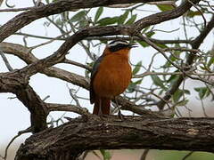 White-browed Robin-Chat