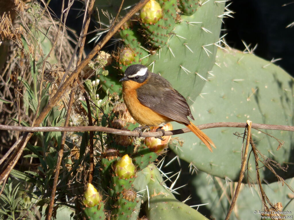 Rüppell's Robin-Chat