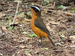 Rüppell's Robin-Chat