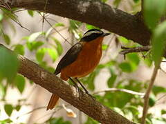 Rüppell's Robin-Chat