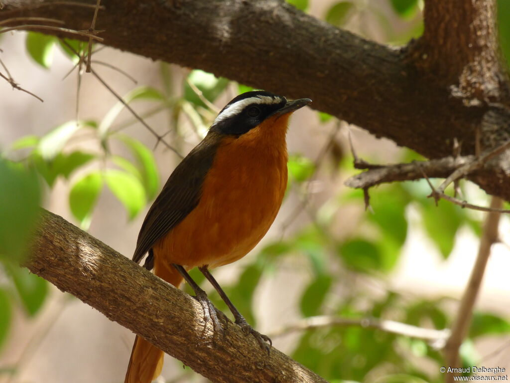 Rüppell's Robin-Chat