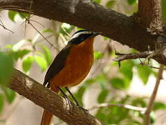 Rüppell's Robin-Chat