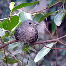 Cotinga de Cayenne