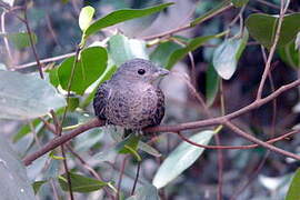 Spangled Cotinga