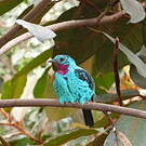 Cotinga de Cayenne
