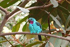 Cotinga de Cayenne