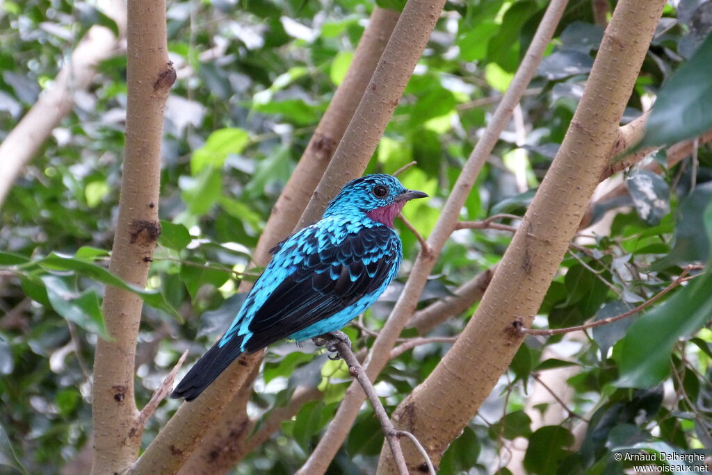 Spangled Cotinga