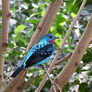 Cotinga de Cayenne