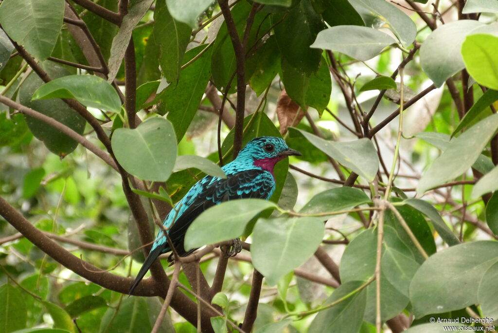 Spangled Cotinga