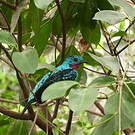 Cotinga de Cayenne
