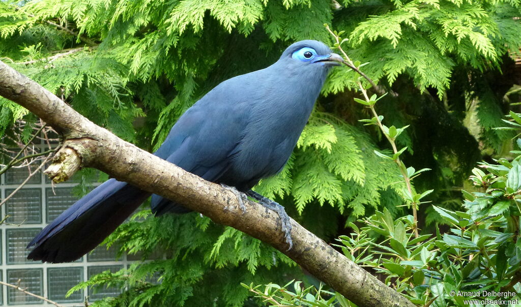 Coua bleu