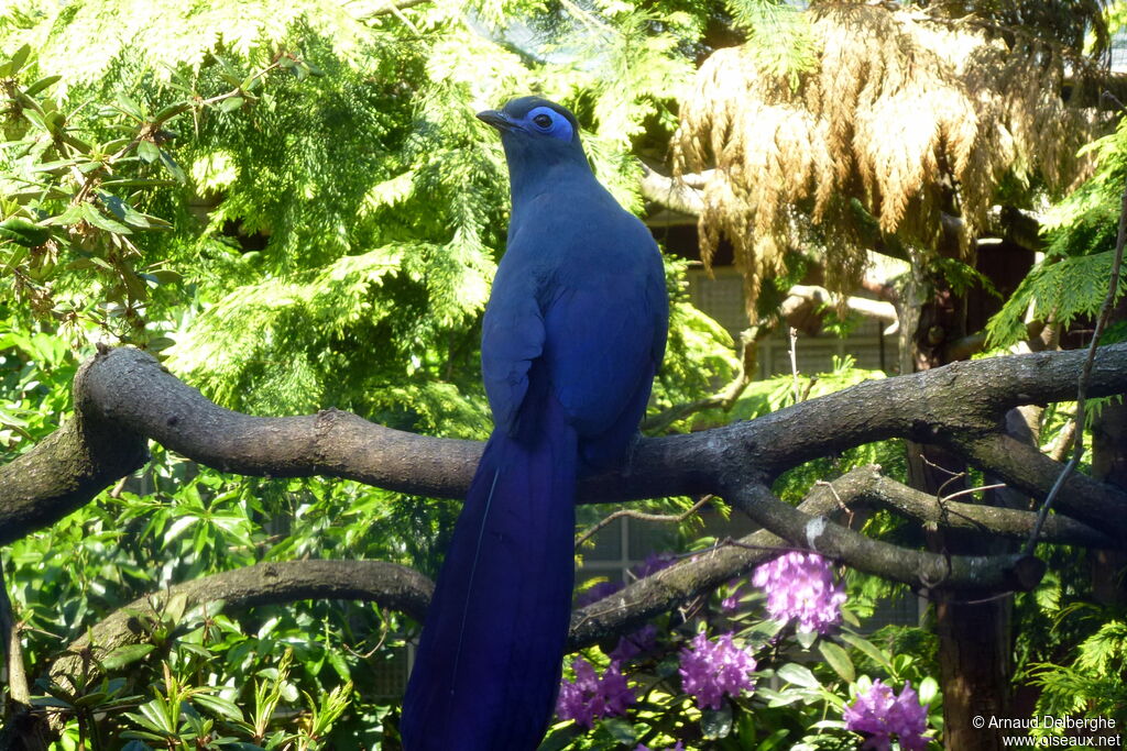 Blue Coua