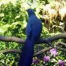Coua bleu