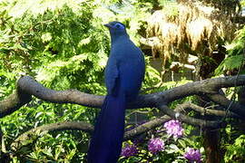 Blue Coua