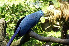 Blue Coua