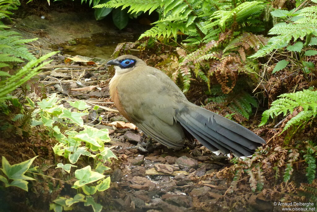 Coua géant