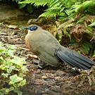 Coua géant