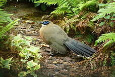 Coua géant