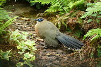 Coua géant