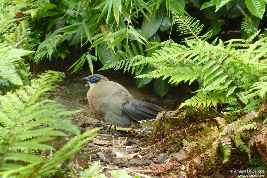 Coua géant